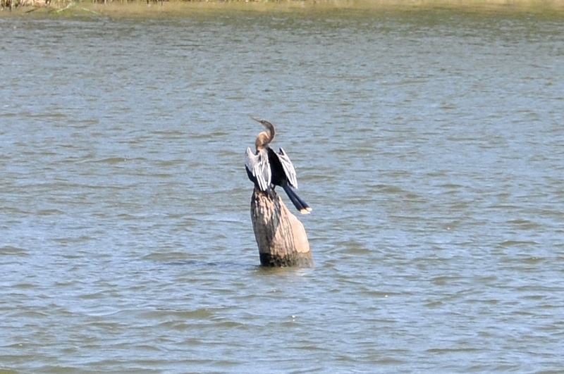 Amerikaanse Slangenhalsvogel